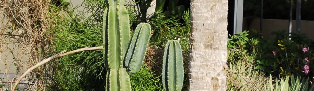Pleated cereus cactus:
.:
_DSC0041