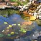 View the image: A thriving pond