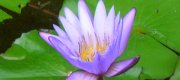 View the Album: Lotus Flowers
 12 images(s)