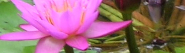 Lotus Flowers:
DSCN2385