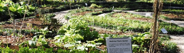 Medicinal Plants:
The Garden