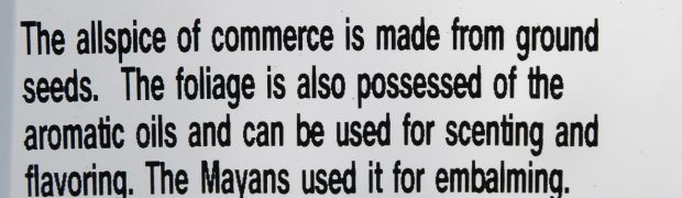 Allspice:
Allspice