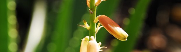Aloe:
Aloe
