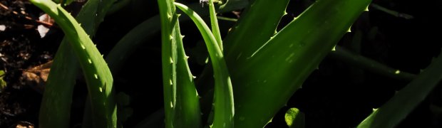 Medicinal Plants:
Aloe:
Aloe