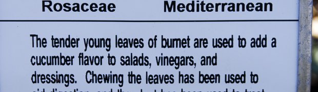 Medicinal Plants:
Burnet:
Burnet