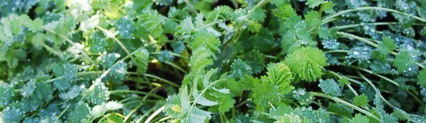 Burnet:
Burnet