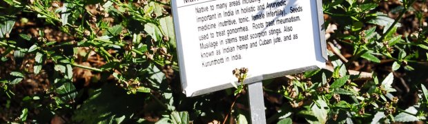 Country Mallow, Teaweed:
Country Mallow