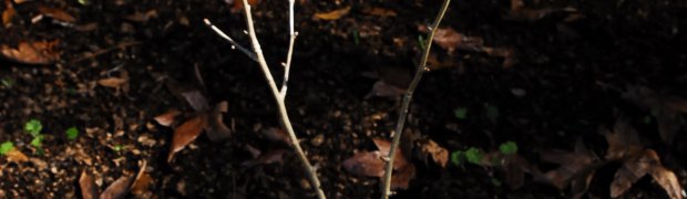Dwarf Maidenhair Tree:
Dwarf Maidenhair
