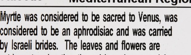 Dwarf Myrtle:
Dwarf Myrtle