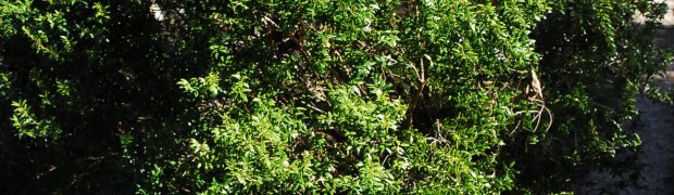 Dwarf Myrtle:
Dwarf Myrtle