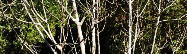 Medicinal Plants:
Fig:
Fig