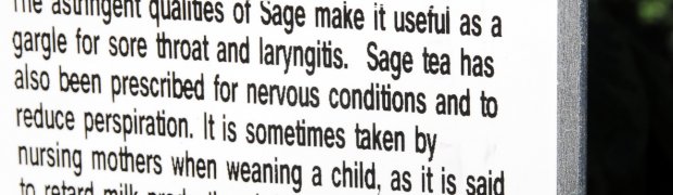 Golden Variegated Sage:
Golden Variegated Sage
