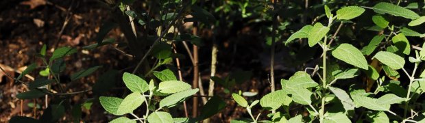 Grape-Scented Sage:
Grape Scented Sage