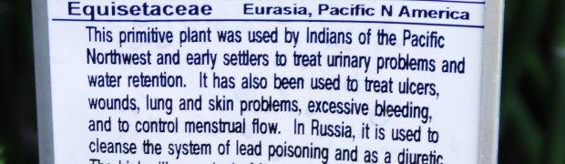 Horsetail:
Horsetail