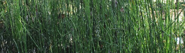 Horsetail:
Horsetail