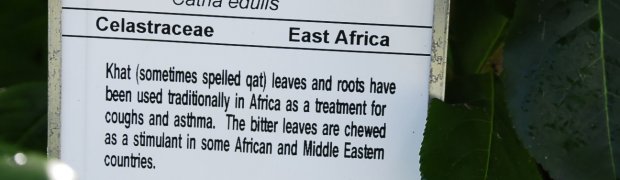 Khat:
Khat