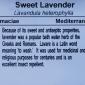 View the image: Sweet Lavender