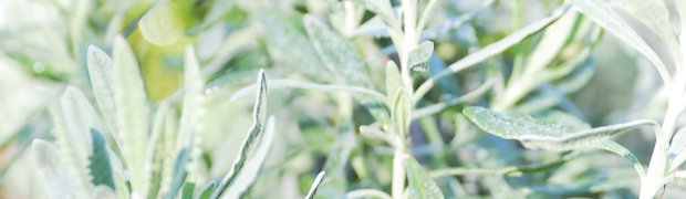 Sweet Lavender:
Sweet Lavender