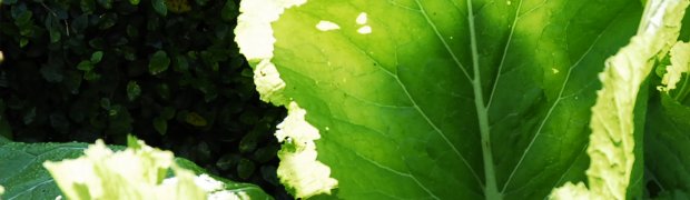 Mustard Greens:
Mustard Greens
