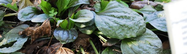 Medicinal Plants:
Red Plantain:
Red Plantain