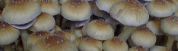 Mushrooms:
Creepers