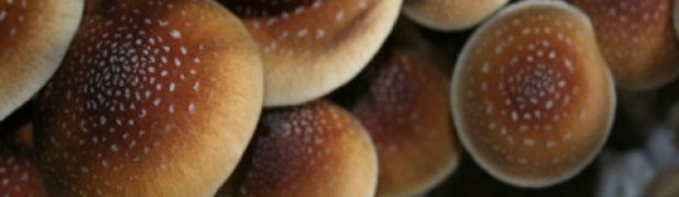 Mushrooms:
Koh Sumai