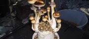 View the Album: Mushrooms
 19 images(s)