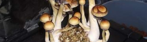 Mushrooms:
Orrisa India