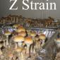 View the image: Z Strain