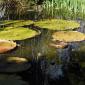 View the image: Giant Lily Pads- Gainesville Florida Kanapaha Botanical Gardens