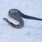 View the image: A Crawling Water Moccasin- Gainesville Florida Kanapaha Botanical Gardens