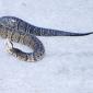 View the image: An Angry Water Moccasin- Gainesville Florida Kanapaha Botanical Gardens