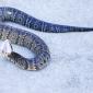 View the image: A Ready To Bite Water Moccasin- Gainesville Florida Kanapaha Botanical Gardens