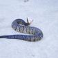 View the image: A Very Angry Water Moccasin- Gainesville Florida Kanapaha Botanical Gardens