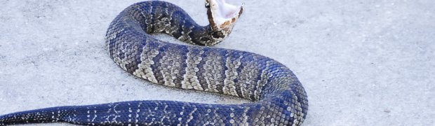 Nature:
A Very Angry Water Moccasin- Gainesville Florida Kanapaha Botanical Gardens