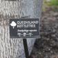 View the image: Queensland Bottletree