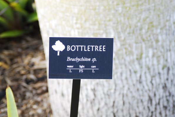 Bottletree
