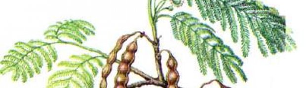 Anadenanthera peregrina:
Anadenanthera peregrina