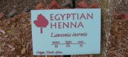 View the Album: Egyptian Henna- Lawsonia inermis
 7 images(s)
