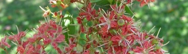 Egyptian Henna- Lawsonia inermis:
henna_flowers