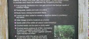 View the Album: Horseradish Tree- Moringa oleifera
 5 images(s)