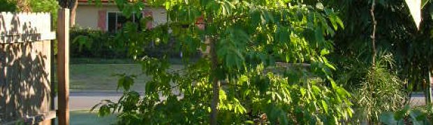 Kratom- Mitragyna speciosa:
kratom3