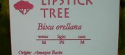 View the Album: Lipstick Tree- Bixa orellana
 6 images(s)