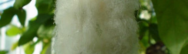 Cotton Tree:
Gossypium herbaceum cotton