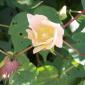 View the image: Gossypium herbaceum flower