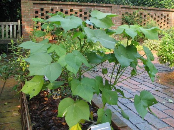 Gossypium plant