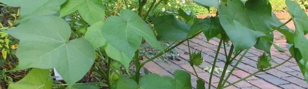 Cotton Tree:
Gossypium plant