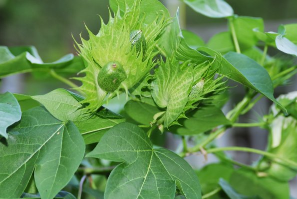 Cotton Tree