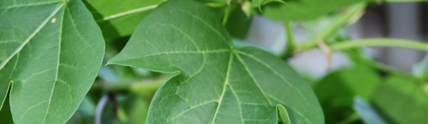 Cotton Tree:
Cotton Tree