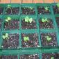 View the image: cotton tree seedlings